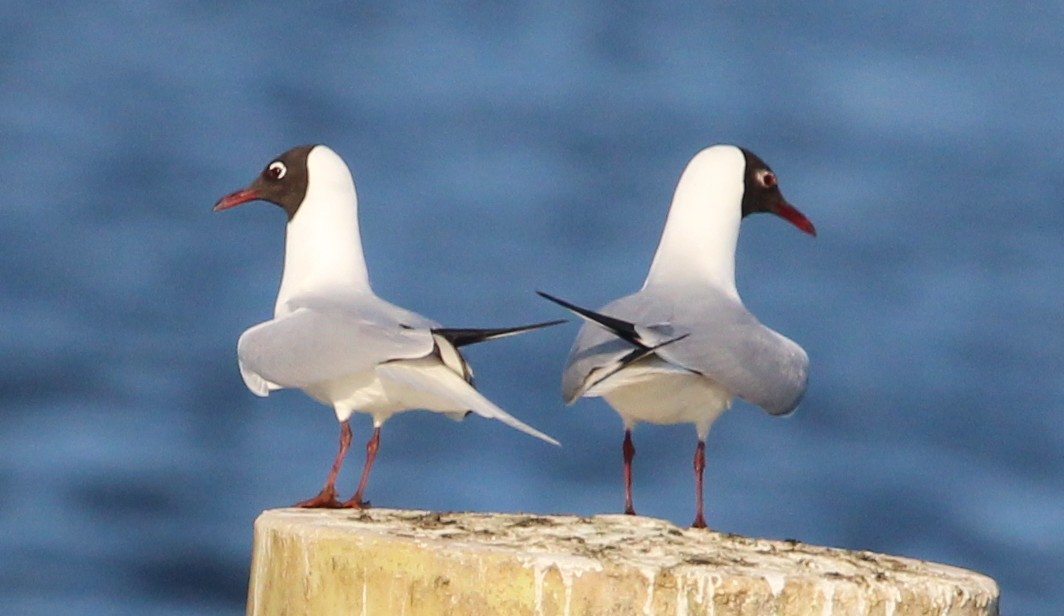 Mouette rieuse